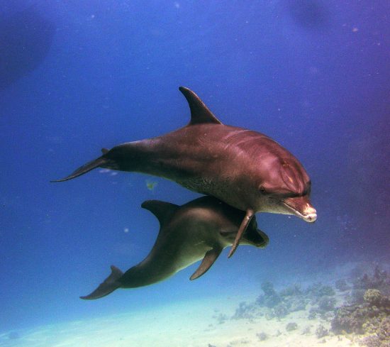 Sataya – Rafa Delfinów w Marsa Alam
