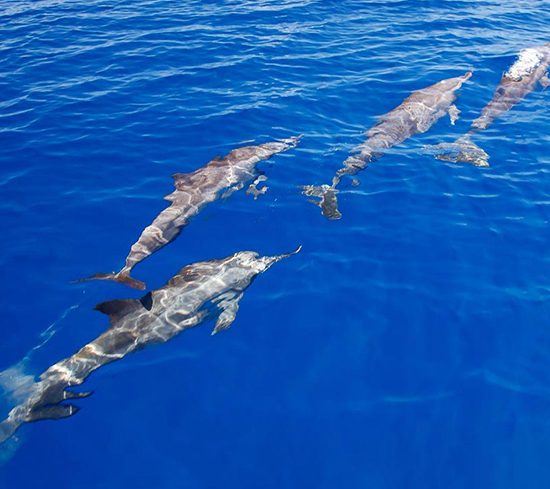 Dom Delfinów Hurghada – Pływanie z delfinami